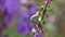 caterpillar crawling on leaves, eating flowers