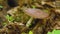 Caterpillar crawling on mushroom in the forest. Inch worm close up.