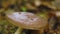 Caterpillar crawling on mushroom in the forest. Inch worm macro.