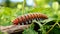 A caterpillar crawling on a plant stem