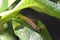 Caterpillar Creeping Along a Leaf in a Garden