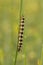 Caterpillar creeps on green branch