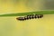 Caterpillar creeps on green branch