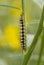 Caterpillar creeps on green branch