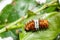 Caterpillar of day flying moth (histia flabellicornis)