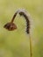 Caterpillar in dew on a blade of grass in the early morning