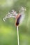 Caterpillar on dried plant