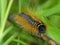 Caterpillar On A Dried Stem