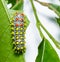 Caterpillar of Drury\'s Jewel moth on leaf