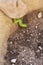 Caterpillar earth 0236