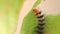 Caterpillar eat green leaves, HD Clip.