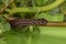 Caterpillar eating the Common Purslane plant