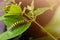 caterpillar eating green leaf in the morning