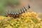 A caterpillar is eating young leave.