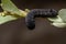 Caterpillar eatinga Common Purslane plant