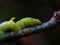 Caterpillar eats leaves