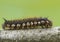 Caterpillar Econopred herbal Euthrix potatoria