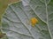 Caterpillar eggs of the Large Cabbage White Butterfly, Pieris brassicae