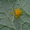 Caterpillar eggs of the Large Cabbage White Butterfly, Pieris brassicae