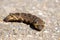 Caterpillar of the elephant hawk moth, also called Deilephila elpenor