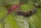 Caterpillar Euproctis similis (Lymantriidae)