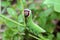 Caterpillar of European puss moth Cerura Vinula or springtail