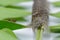 Caterpillar face of brown lappet moth