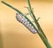 Caterpillar on fennel isolated
