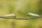 Caterpillar of Five bar swordtail butterfly (antiphates pompilius)