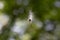 caterpillar floating in the air with green bokeh from tree in forest on background.