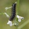 Caterpillar on Flower with Beetle