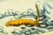 Caterpillar fungus, medicine of the traditional tibetian medicine