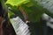 Caterpillar with Fuzzy Antennae on a Leaf