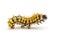 Caterpillar of the Giant Peacock Moth