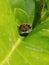 Caterpillar of the giant swallowtail butterfly