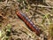 A Caterpillar of a goat moth on a ground.