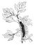 Caterpillar of the Gold Tail Moth, vintage illustration