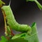 Caterpillar on grape leaf.