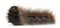 Caterpillar of Grass Eggar, is a moth, Lasiocampa trifolii