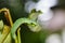 Caterpillar of great orange tip butterfly