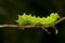 Caterpillar of Great Peacock Moth Saturnia pyri