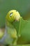 Caterpillar green eating leaf close-up