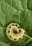 Caterpillar on a green leaf