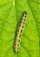 Caterpillar on a green leaf