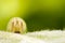 Caterpillar on a green leaf