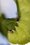 Caterpillar green - Manduca rustica - eating leaf and plant stem extreme closeup - Macro photo of green caterpillar feeding