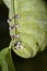Caterpillar green - Manduca rustica - eating leaf and plant stem extreme closeup - Macro photo of green caterpillar feeding