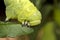 Caterpillar green - Manduca rustica - eating leaf and plant stem extreme closeup - Macro photo of green caterpillar feeding