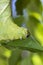 Caterpillar green - Manduca rustica - eating leaf and plant stem extreme closeup - Macro photo of green caterpillar feeding