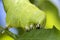 Caterpillar green - Manduca rustica - eating leaf and plant stem extreme closeup - Macro photo of green caterpillar feeding